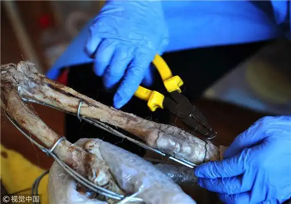 探访北京动物标本师 狗年忙做狗标本