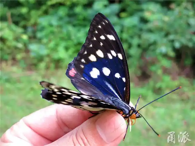 第216种蝴蝶!宁波首次发现"日本国蝶"