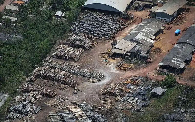 外媒调查显示亚马逊森林因砍伐导致干旱恶化