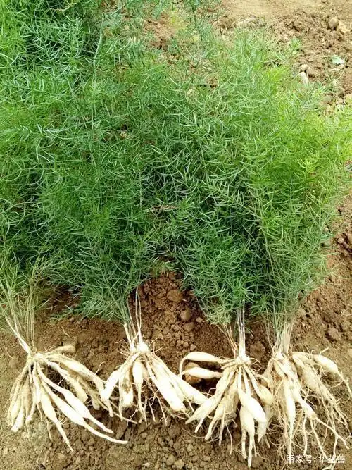 天冬的养生功效和食用方法