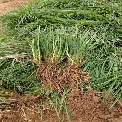 四川细叶麦冬种植地 公园街道草坪绿化麦冬 厂家直销_商城_四川萌诚