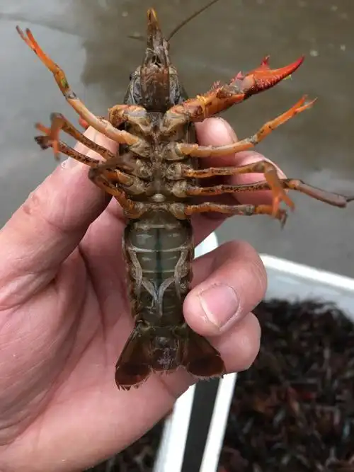 青壳小龙虾 良心好货,诚信合作