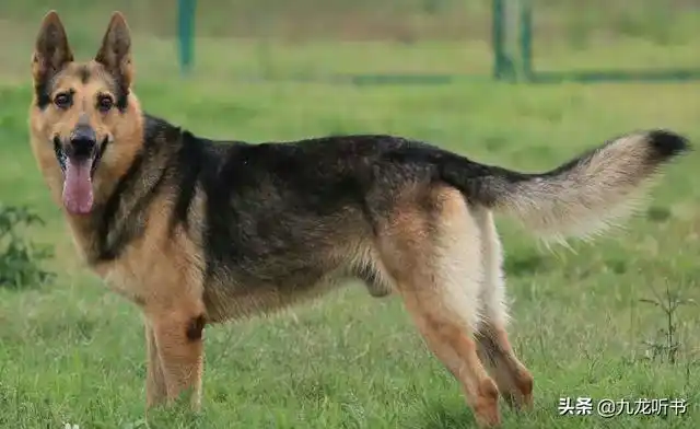 我国有哪些狼犬