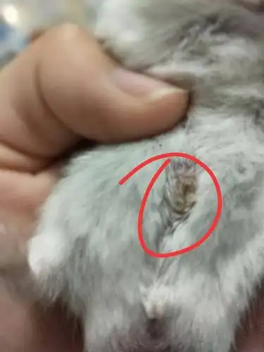 公仓鼠身上长得是什么东西,是不是得病了