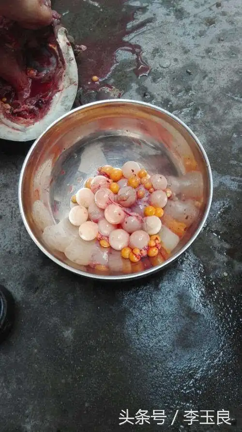 实拍野生甲鱼蛋,原来一只甲鱼竟有那么多蛋!