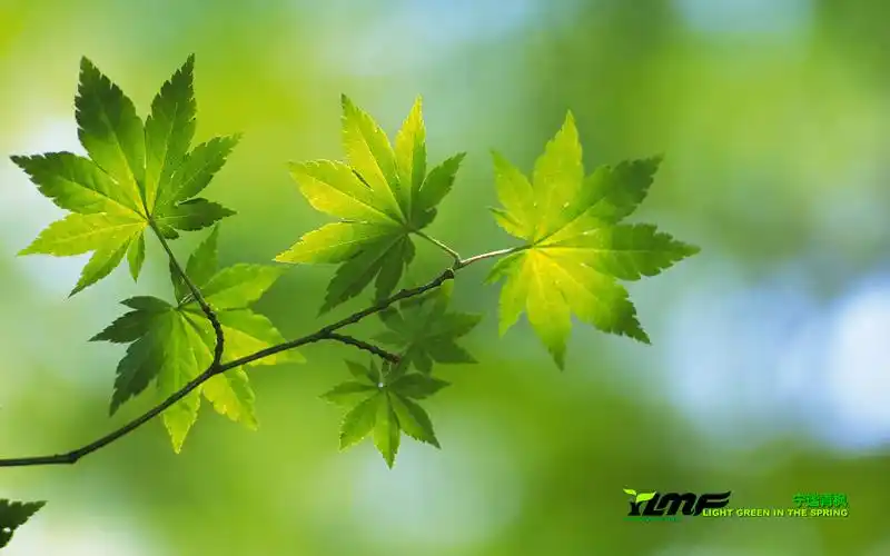 收藏的雨林木风壁纸,分享一下