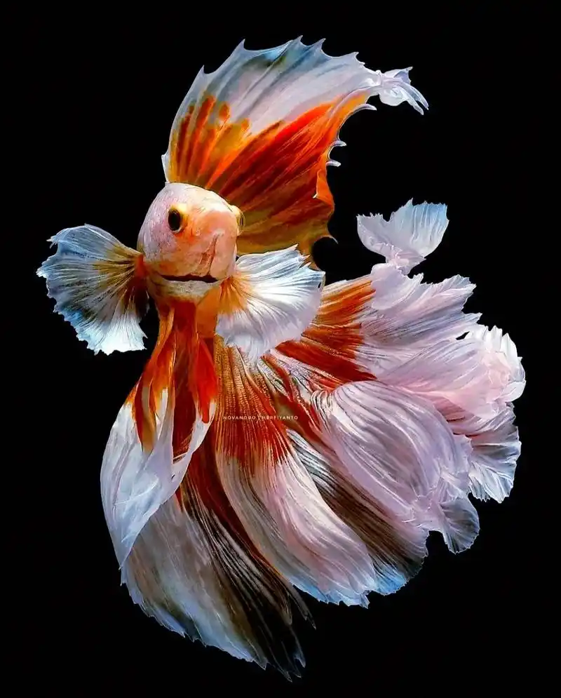 金鱼图片(想要拿走) 金鱼图片