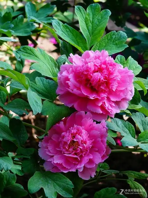 景山公园的五彩牡丹