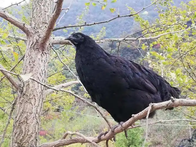 云农荟略阳乌鸡,演绎黑色风味