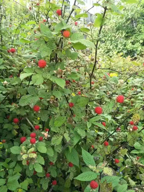 覆盆子和树莓的区别