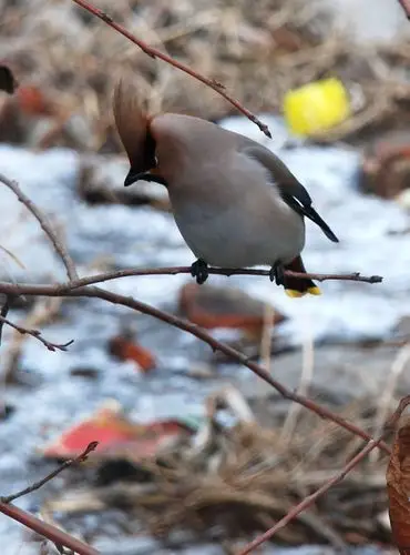 短焦镜头拍摄太平鸟·打鸟习作《五》
