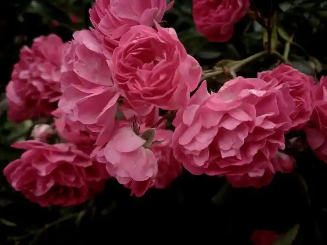 户外植物图集 粉红色的蔷薇花