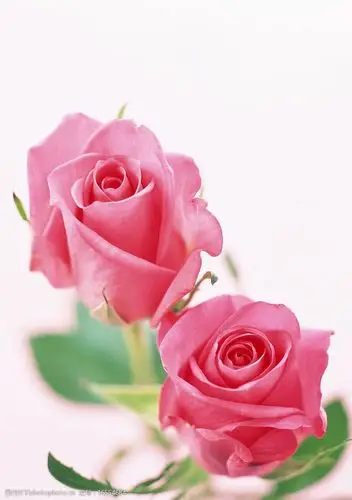 两朵玫瑰花图片