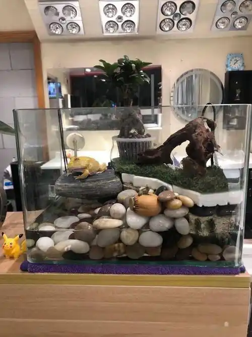 角蛙饲养和环境布置_食物