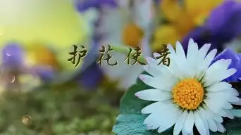 护花使者无音乐视频背景视频素材