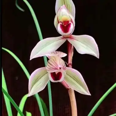 连瓣兰【心心相印】2苗 - 中国兰花交易网