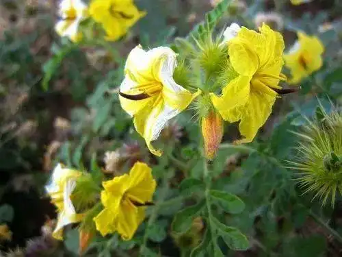 提醒!呼市发现两处外来入侵有毒植物刺萼龙葵 对人有麻醉作用