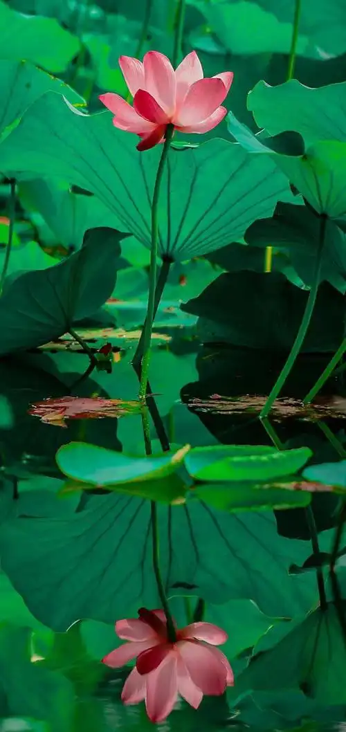 护眼绿色手机壁纸