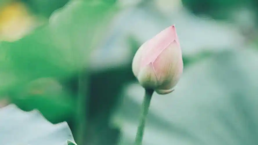 端庄秀丽的荷花,植物-回车桌面