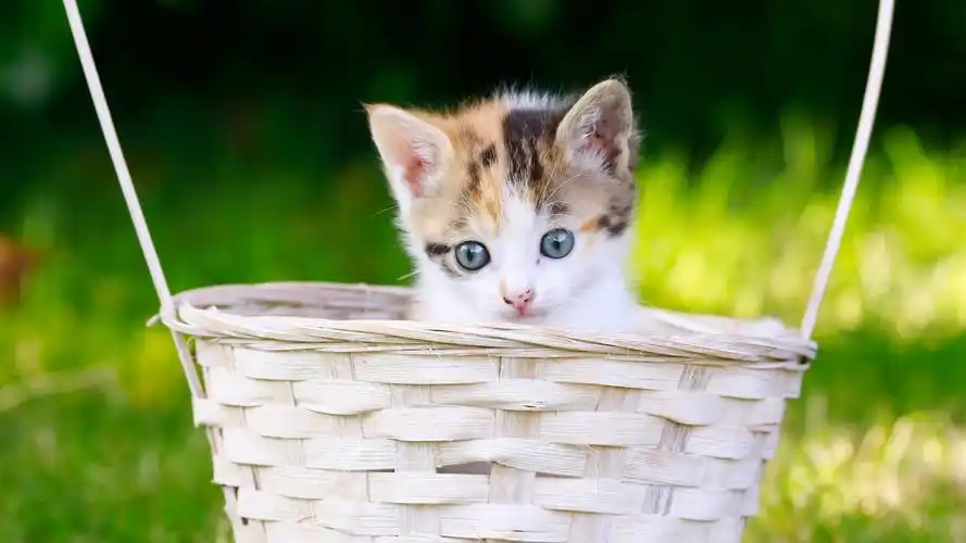 小猫,猫仔,表情,篮子,摇篮,可爱动物壁纸