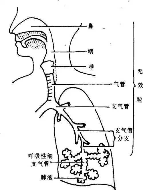 呼吸系统的组成与功能-中国女性百科-医学