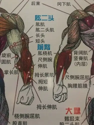 胳膊肌肉包括肱二头肌,肱三头肌,胳膊肌肉是所有力量的基础,应该重视
