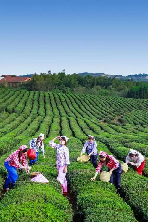 茶园茶叶的优美句子100字