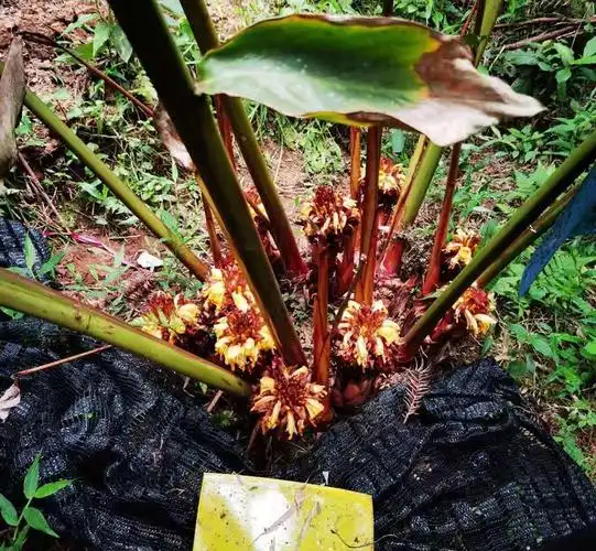 马关草果花开惹人爱