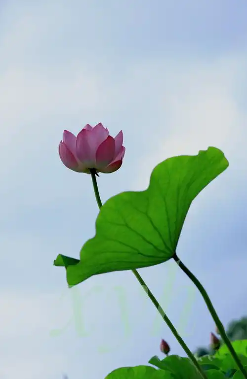 荷韵清新怡人,莲香淡雅岁月(一)