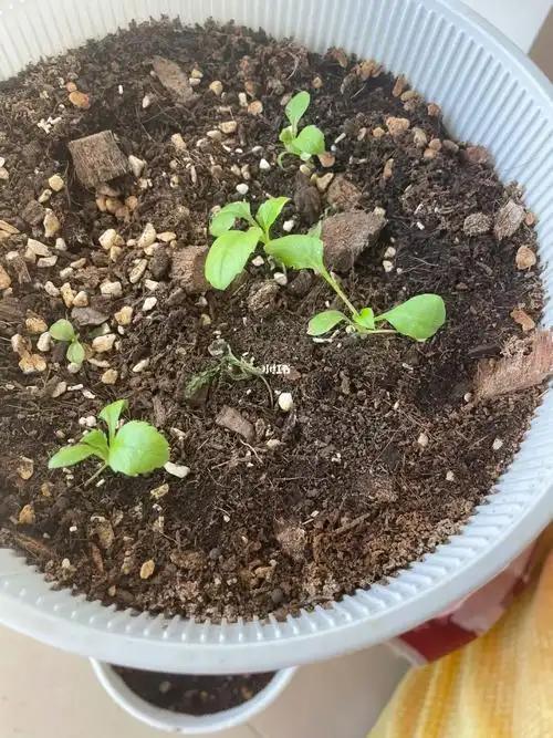 那个懂小雏菊苗的大神告诉我