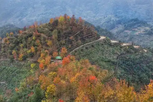 丰盛彩色森林秋色