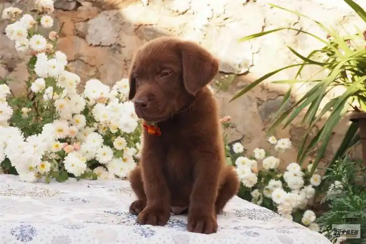 纯种咖啡色拉布拉多