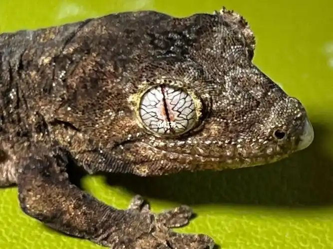 说魔物守宫的眼睛像魔鬼