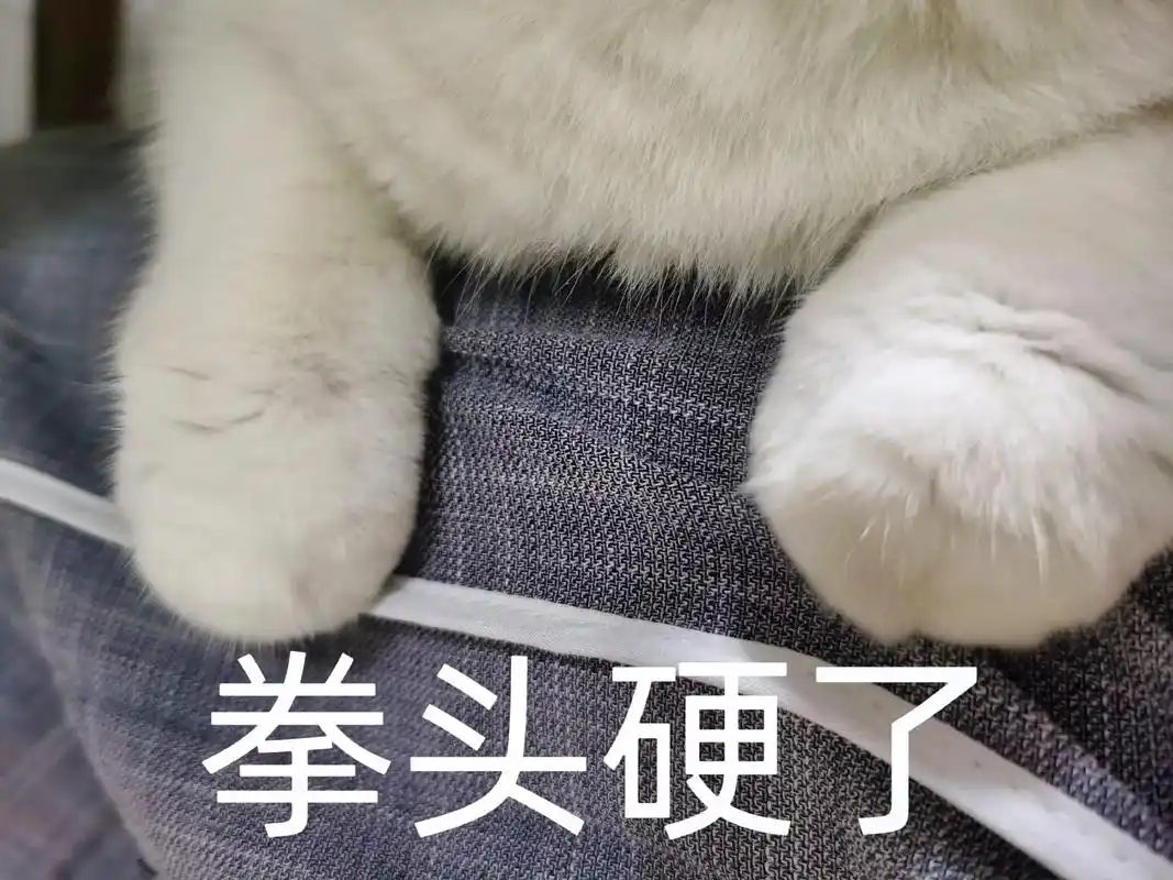 一组猫猫拳表情