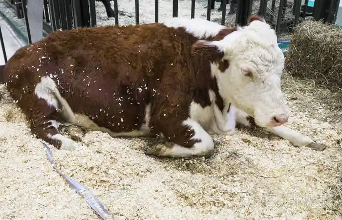 牛. 哈萨克白头品种.