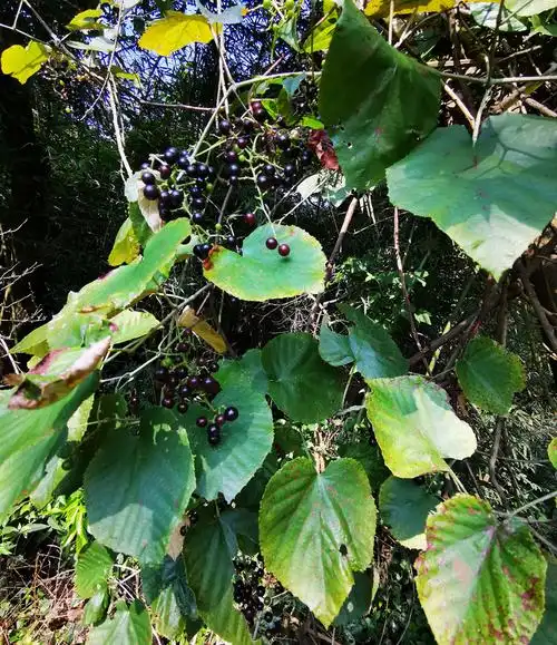 正宗野生葡萄酿酒山葡萄新鲜现摘纯天然天然水果加葡萄