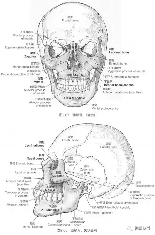 断解选读丨面颅骨~_解剖_急诊_颧骨