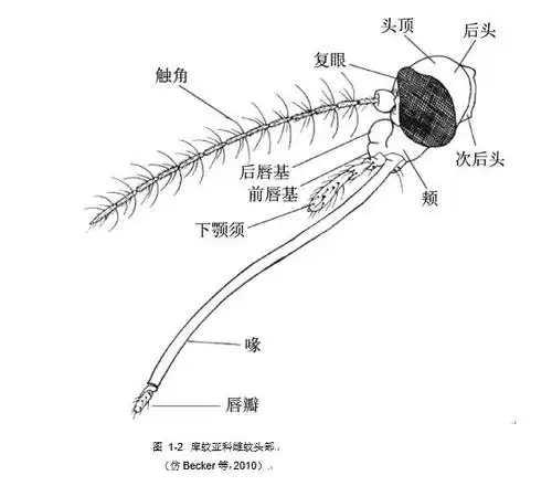 【好书荐读】郭天宇:多数蚊属的触角鞭分节轮毛"