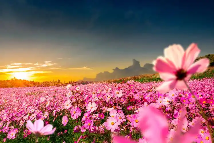 丹霞山庄心花怒放季奔赴一场花海之约