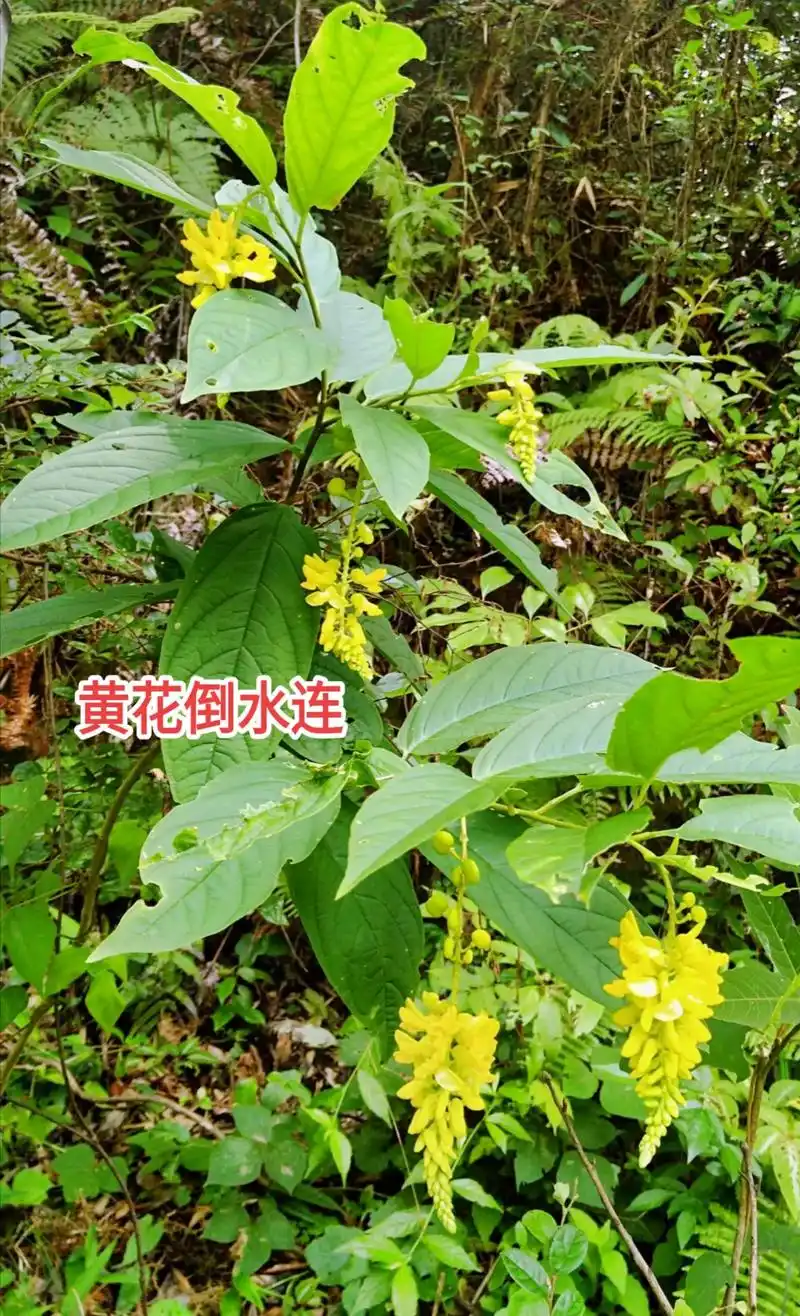 20种中草药你都见过几种?#中草药知识 #药用植物 - 抖音
