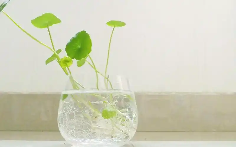 简约小清新绿色植物图片桌面壁纸胡一天帅气清新写真壁纸图片2022年11