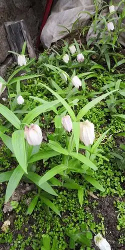 咱商城的名贵药材——野生贝母