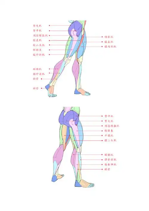 人体结构,腿部肌肉结构画法~大木画画超话#速写##人体结构##画画