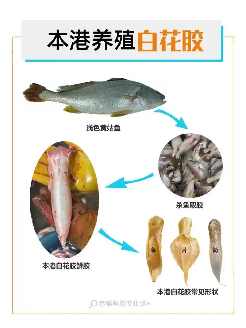 本港白花胶是浅色黄姑鱼的鱼鳔干制品,市场流通的本港白花胶基本妒乔