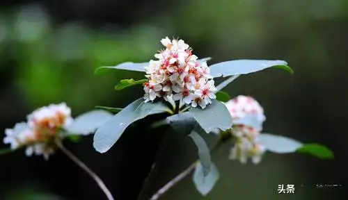 春花树花开便是春分