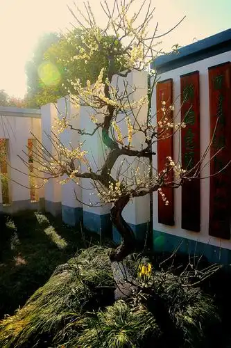 2021年2月20日春天阳光明媚,百花盛开正是赏花的好季节,闵行新梅园人