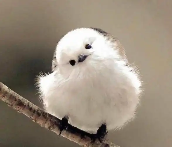 鸟类的歪头杀也太可爱了#鸟类能有多侧颜杀#(图源网络)