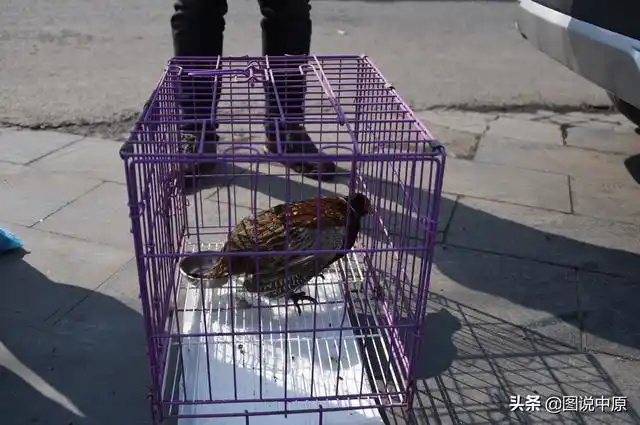 郑州野鸡走入宠物诊所小两口上交救护站