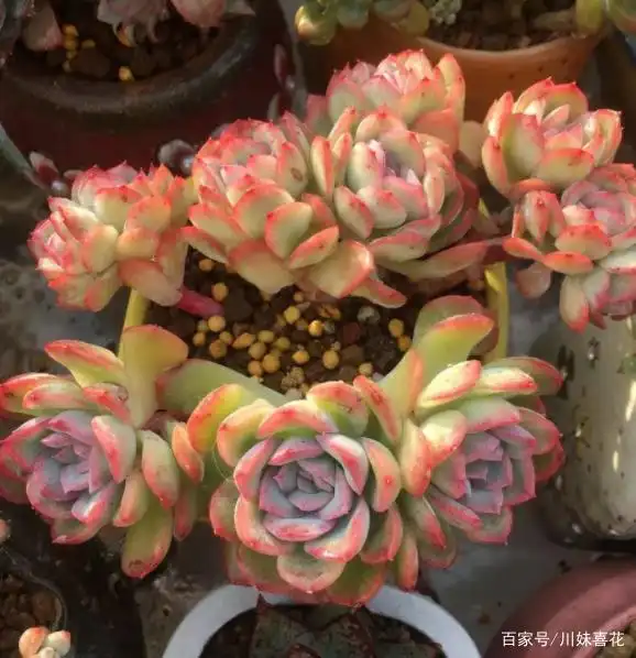 推荐5款"女王"多肉,每一种都好看,皮实好养,总有一款适合你