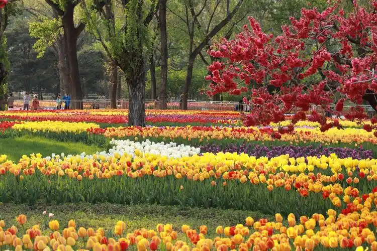 北京植物园郁金香花开(一)